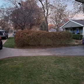 Bush Trimming by Troy's Lawn Care reviewed on August 21, 2025