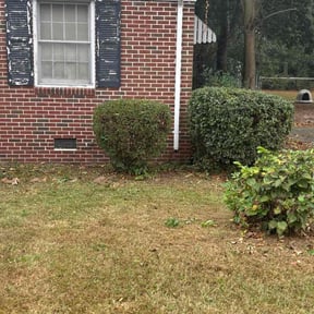 Bush Trimming by All Missions Possible reviewed on October 24, 2025