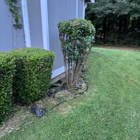 Bush Trimming by C&amp;J Lawn Care and Pressure Washing reviewed on November 23, 2025