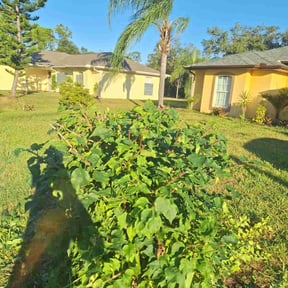 Bush Trimming by Top-Notch Lawn Care reviewed on December 21, 2025