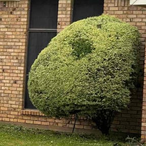 Bush Trimming by Eagles Outdoor Services reviewed on August 20, 2025