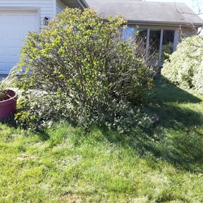 Bush Trimming by Double F Lawns reviewed on August 18, 2025