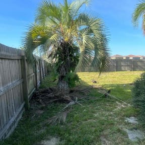 Bush Trimming by Lawn care and landscaping reviewed on August 17, 2025