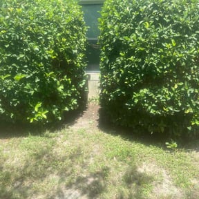 Bush Trimming by WRP Lawn Tech reviewed on August 17, 2025