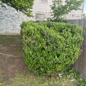 Bush Trimming by EECO SERVICES LLC reviewed on August 18, 2025