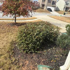 Bush Trimming by 242 Lawn Care reviewed on November 21, 2025