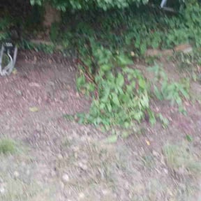 Leaf Removal by EveryBladeLawncare reviewed on September 10, 2025