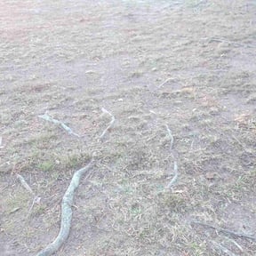 Leaf Removal by My Family Lawn Care reviewed on September 25, 2025