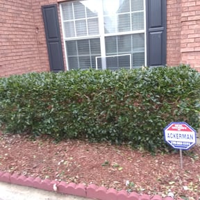 Bush Trimming by Florida's Finest Property Maintenance reviewed on August 21, 2025