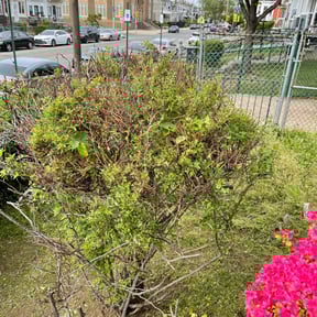 Bush Trimming by Dew Right Lawn Care LLC reviewed on August 15, 2025
