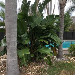Bush Trimming by Hometeam Property Management reviewed on August 19, 2025