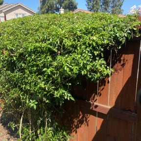 Bush Trimming by Var Landscape reviewed on October 21, 2025