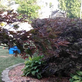 lawn care by 2 Leaf Landscape reviewed on August 17, 2025
