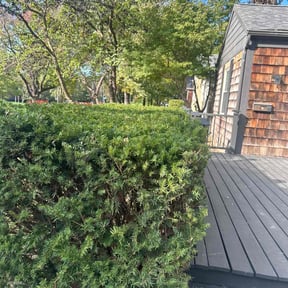 Bush Trimming by PJ&#039;s Lawn Service reviewed on November 20, 2025