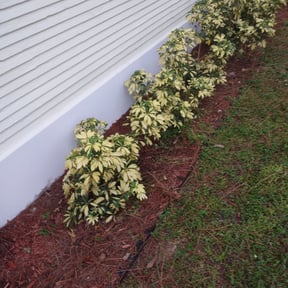 Flower Bed Weeding by LSF reviewed on August 19, 2025
