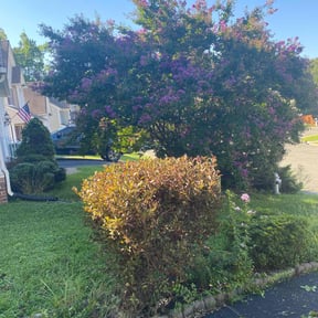 Bush Trimming by IMPAKT Lawn Solutions reviewed on August 21, 2025