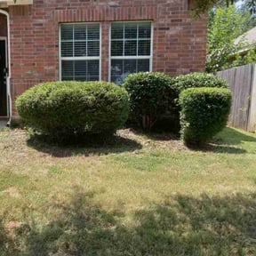 Bush Trimming by Feathers Lawn Service  reviewed on November 9, 2025