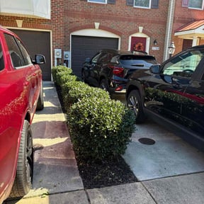 Bush Trimming by John Donaldson reviewed on January 2, 2026