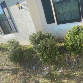 Bush Trimming by Better Recognized lawn care reviewed on December 4, 2025
