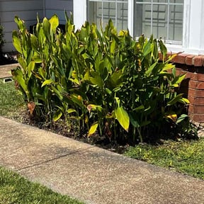 Bush Trimming by Hopkins Grassworks reviewed on November 9, 2025