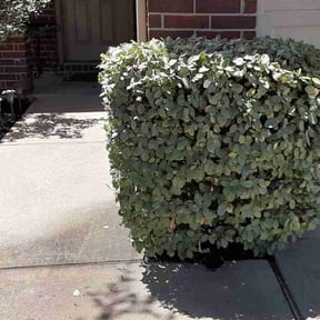 Bush Trimming by Escobedo Lawn service reviewed on August 15, 2025