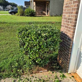 Bush Trimming by Kenmore landscaping reviewed on August 2, 2026