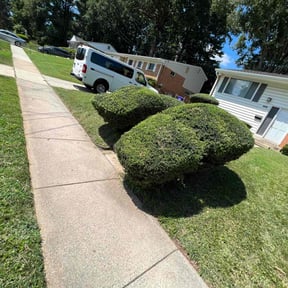 Bush Trimming by Hovde landscaping reviewed on August 20, 2025
