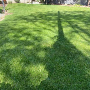 yard care by Sunnyville Landscapes 1120 Everett drive reviewed on August 16, 2025