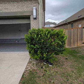 Bush Trimming by Millionaire Lawn Care reviewed on April 16, 2026