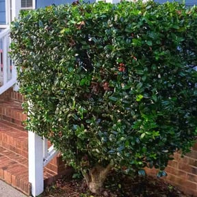 Bush Trimming by Lush Landscapes904 reviewed on August 15, 2025
