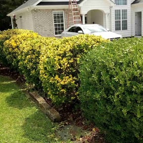 Bush Trimming by K V Lawncare reviewed on November 22, 2025
