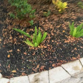 Flower Bed Weeding by Iron Mine LLC reviewed on August 30, 2026