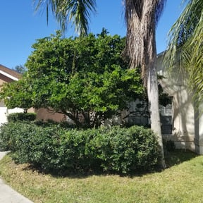 Bush Trimming by First Class Lawn reviewed on August 15, 2025