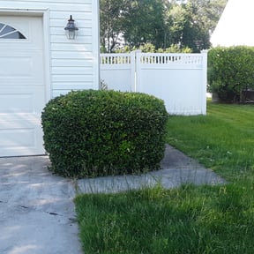 Bush Trimming by All Trim Lawn Services, Inc. reviewed on August 15, 2025