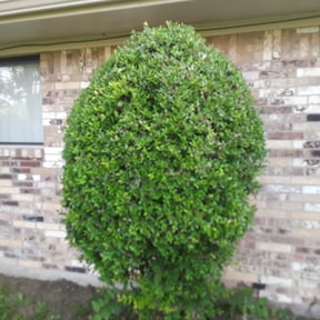 Bush Trimming by Beautiful Home Services reviewed on August 17, 2025