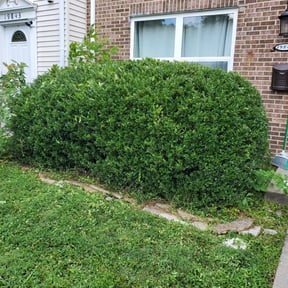 Bush Trimming by JP Landscape reviewed on August 13, 2025