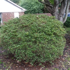 Bush Trimming by Davis Yard Works, LLC reviewed on August 15, 2025