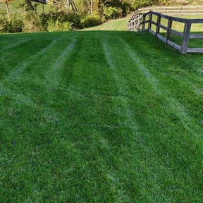 lawn maintenance by Mr.D’s Landscaping &amp; Tree Service reviewed on October 5, 2022