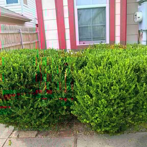 Bush Trimming by Visions Landscaping reviewed on August 15, 2025