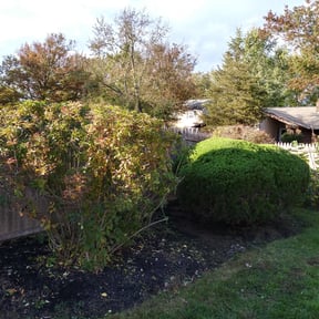 Bush Trimming by Brett's Lawn Service reviewed on August 16, 2025