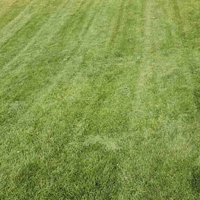 residential landscaping by Murillo Services reviewed on August 16, 2025