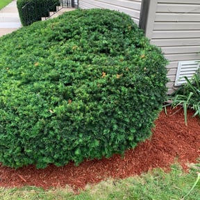 Bush Trimming by Allen Investments reviewed on August 20, 2025