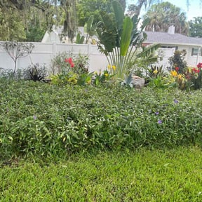 Bush Trimming by Ortega lawn services LL reviewed on February 27, 2026