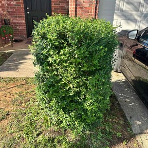 Bush Trimming by Marroquin Landscaping reviewed on November 6, 2025