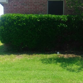Bush Trimming by Matts Landscaping reviewed on August 17, 2025