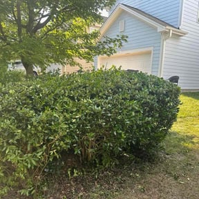 Bush Trimming by Blazin Scapes LLC reviewed on August 18, 2025