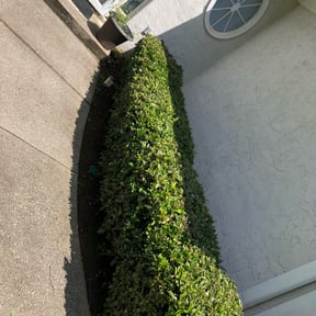 Bush Trimming by JILTONS LAWN CARE reviewed on August 19, 2025