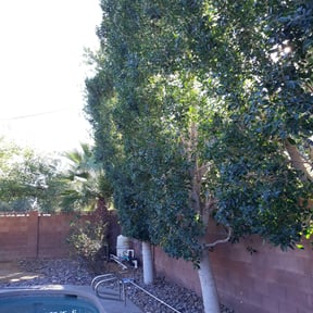 Bush Trimming by CSM Property Maintenance reviewed on August 18, 2025