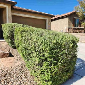 Bush Trimming by Brothers Martinez reviewed on November 18, 2025