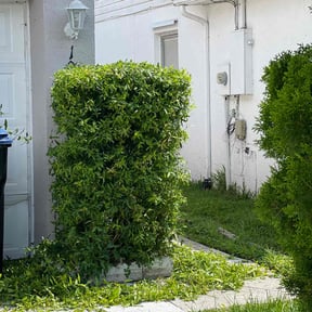 Bush Trimming by Jays Lawn Care reviewed on August 21, 2025